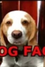 Watch Dog Face online free.