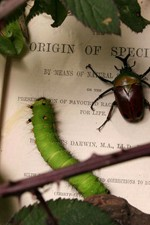 Regarder Darwin's Struggle: The Evolution of the Origin of Species en ligne gratuitement.